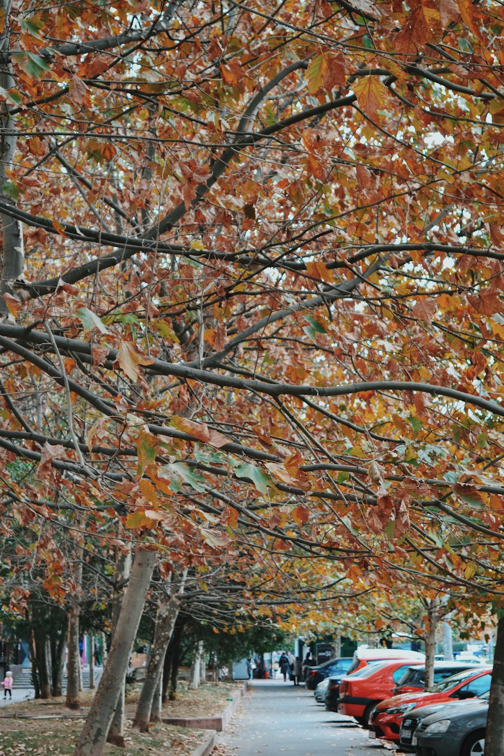un gruppo di alberi con foglie arancioni