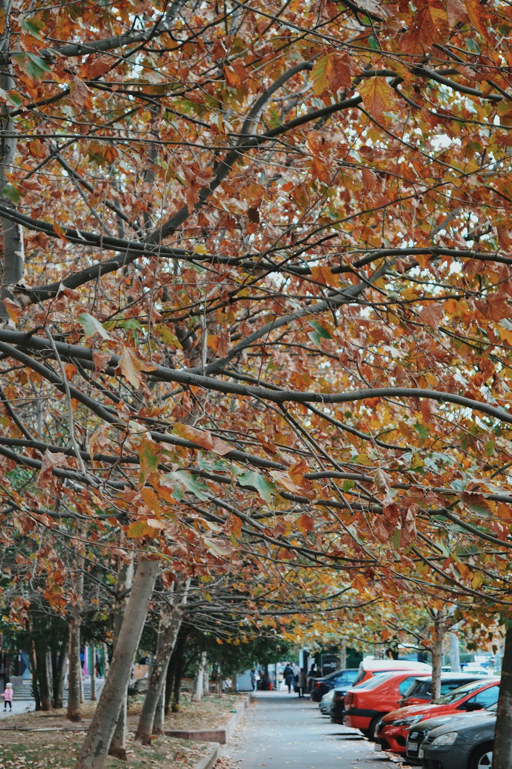 a group of trees with orange leaves