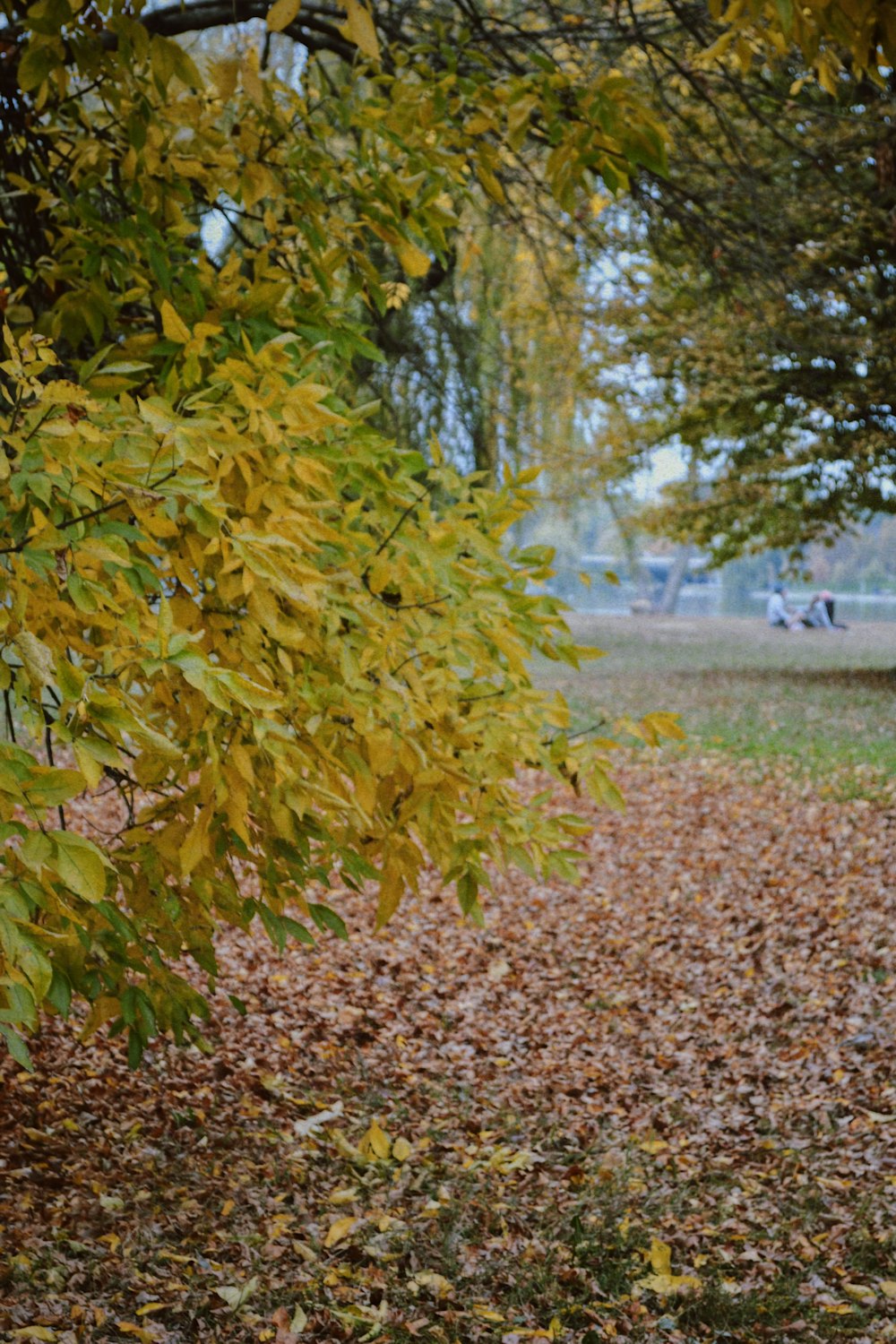 un albero con foglie gialle