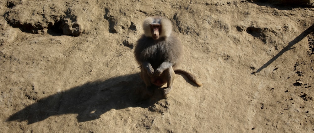 monkeys playing in the sand