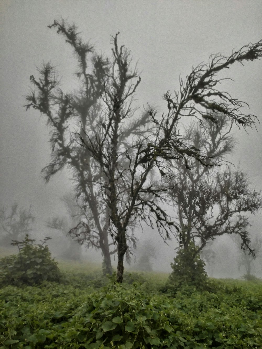 a group of trees in a foggy field