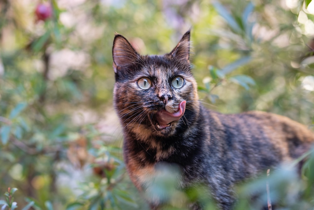 a cat with its mouth open