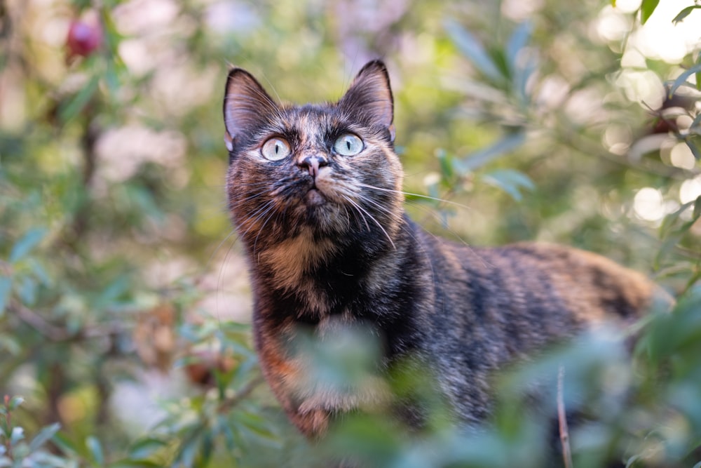a cat standing in a bush