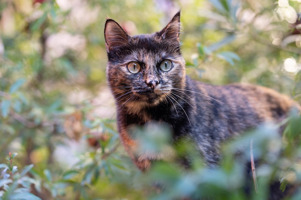 a cat in a bush