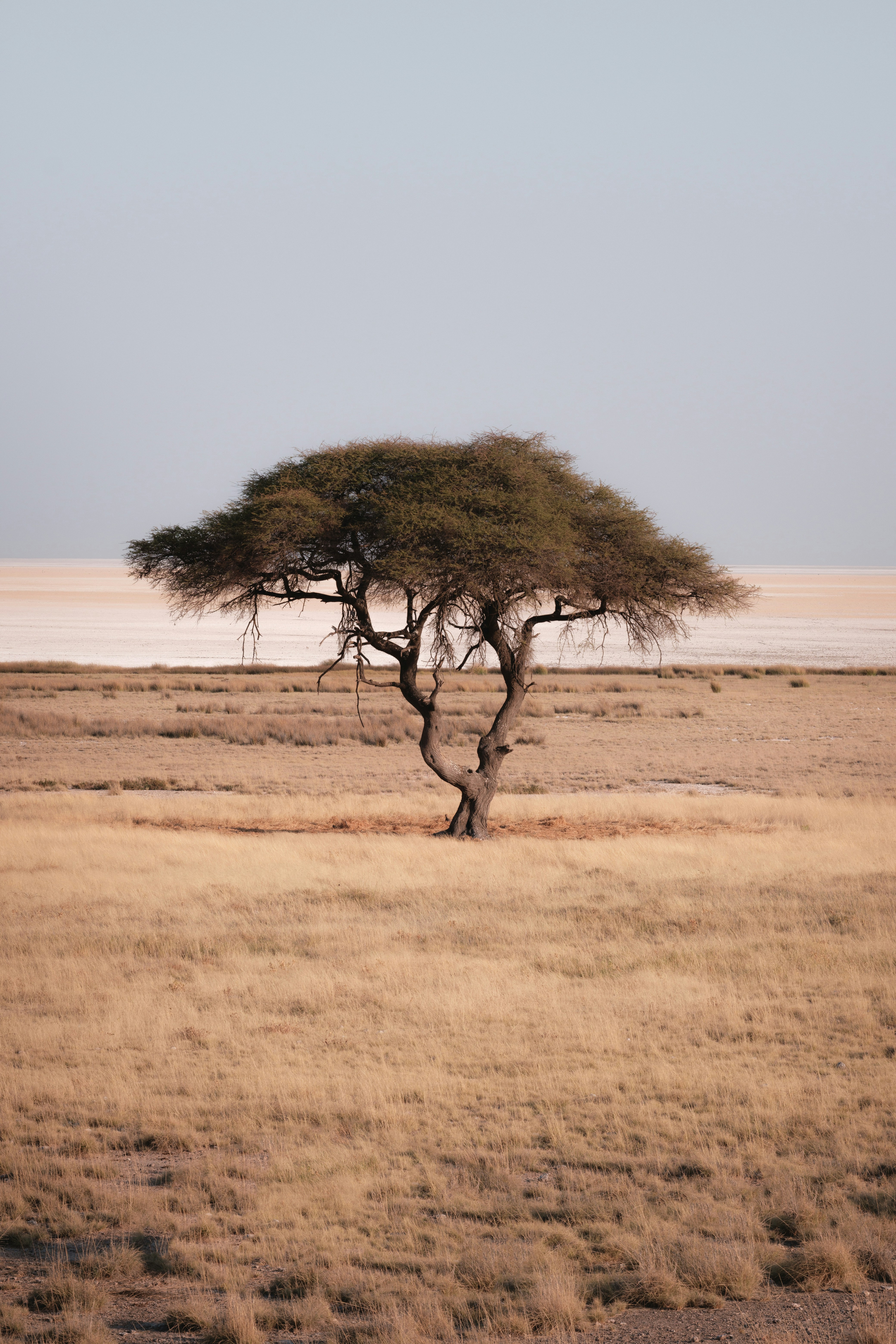 Photo by joshuakettle