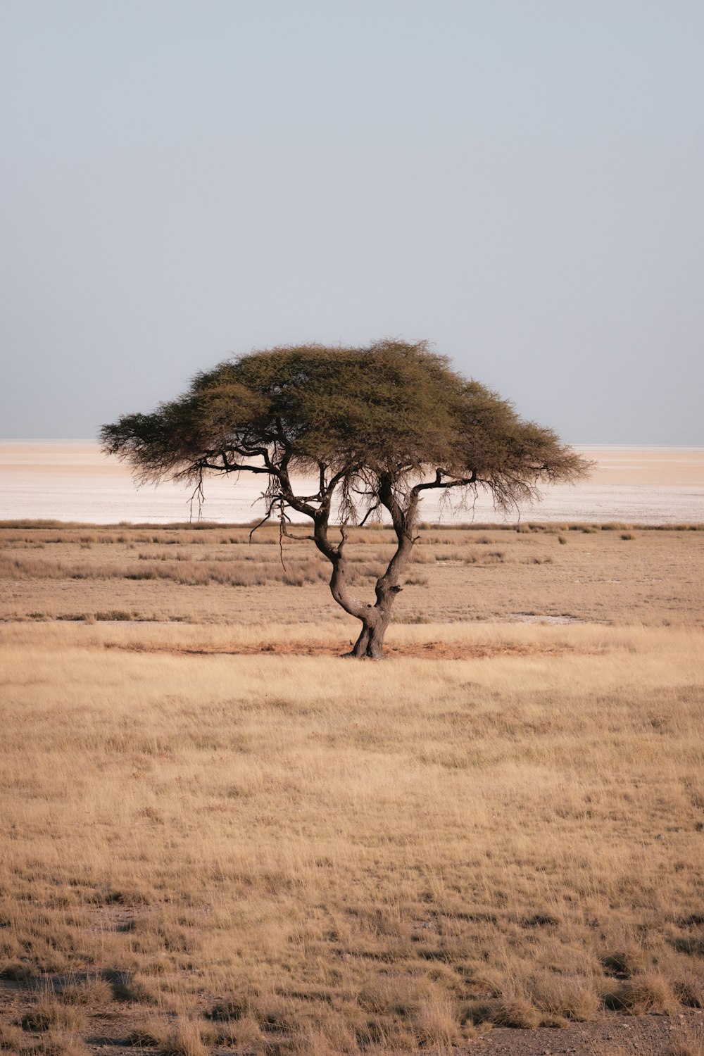 a tree in a field