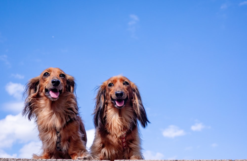 a group of dogs