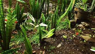A lush garden with various green plants and small red flowers. Some plants have long, upright leaves with a striped pattern. The soil appears moist and is dotted with small rocks. A pot sits in the background with additional greenery, and there is a stone wall in the background.