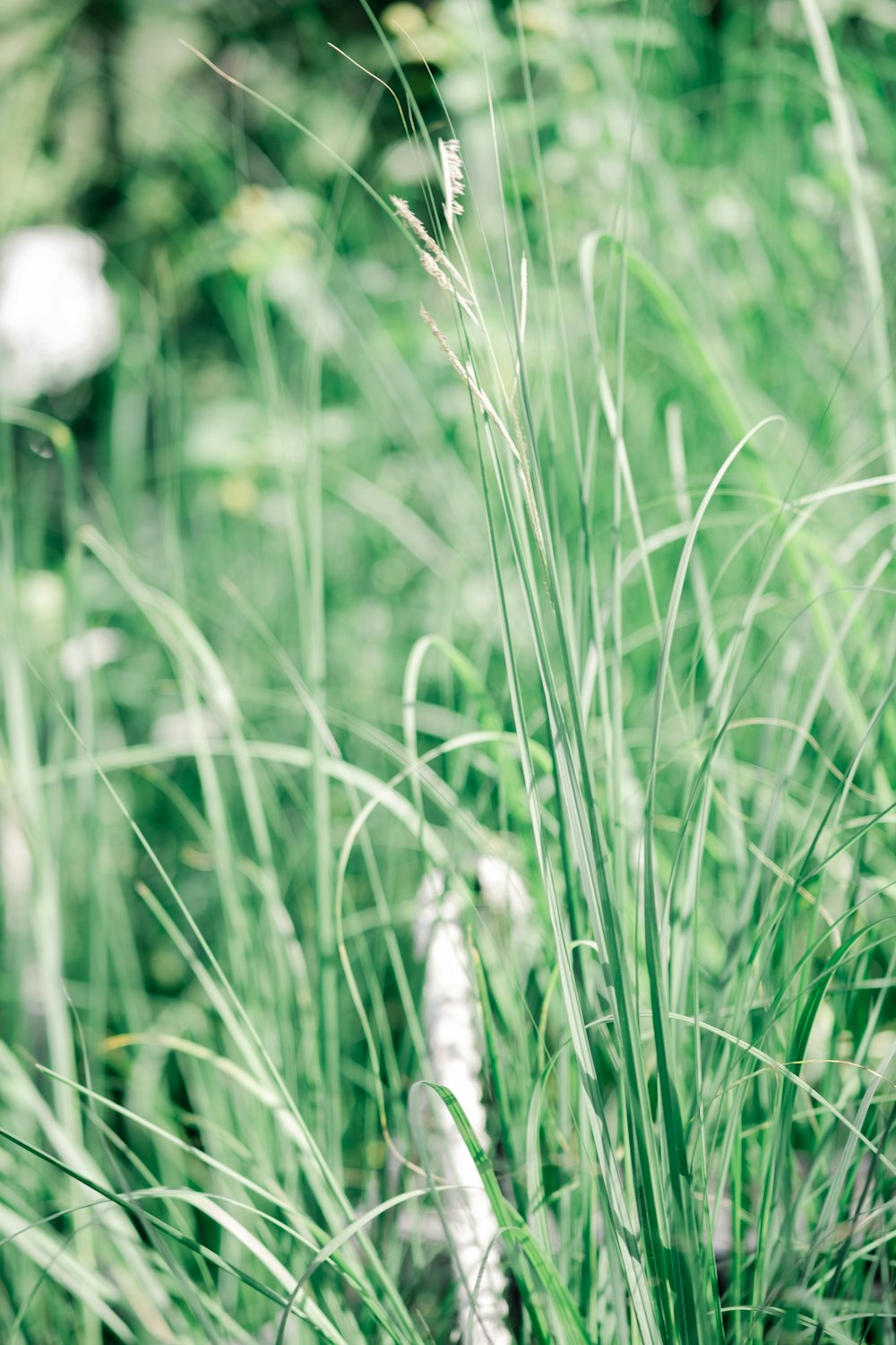 close-up of a grass field