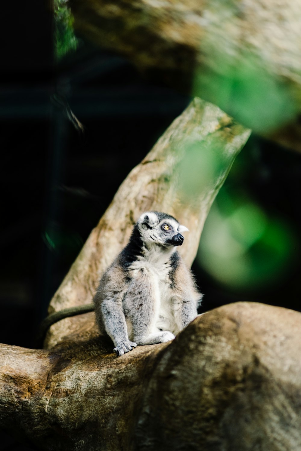 a couple of lemurs on a tree branch
