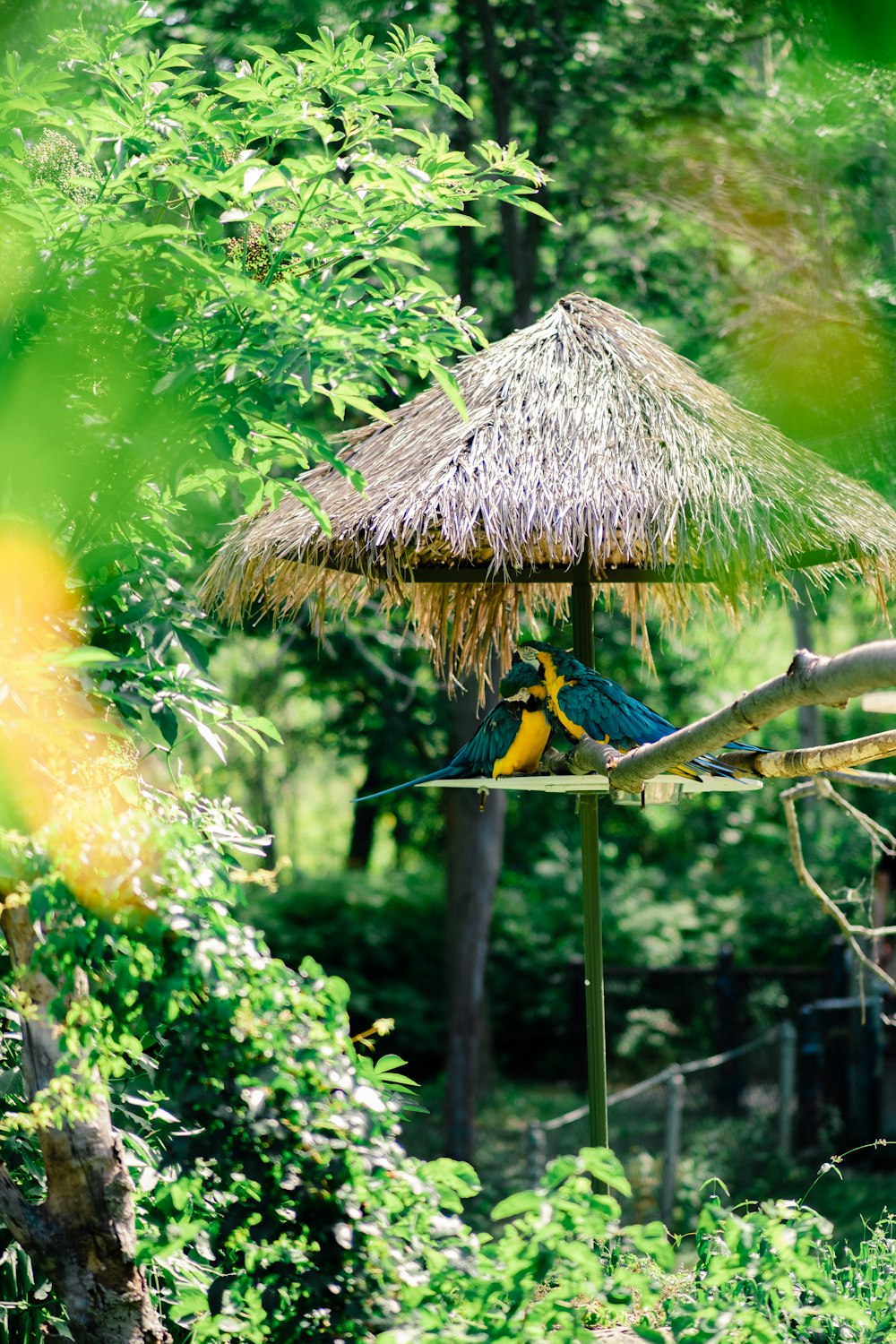 a group of birds on a bird feeder