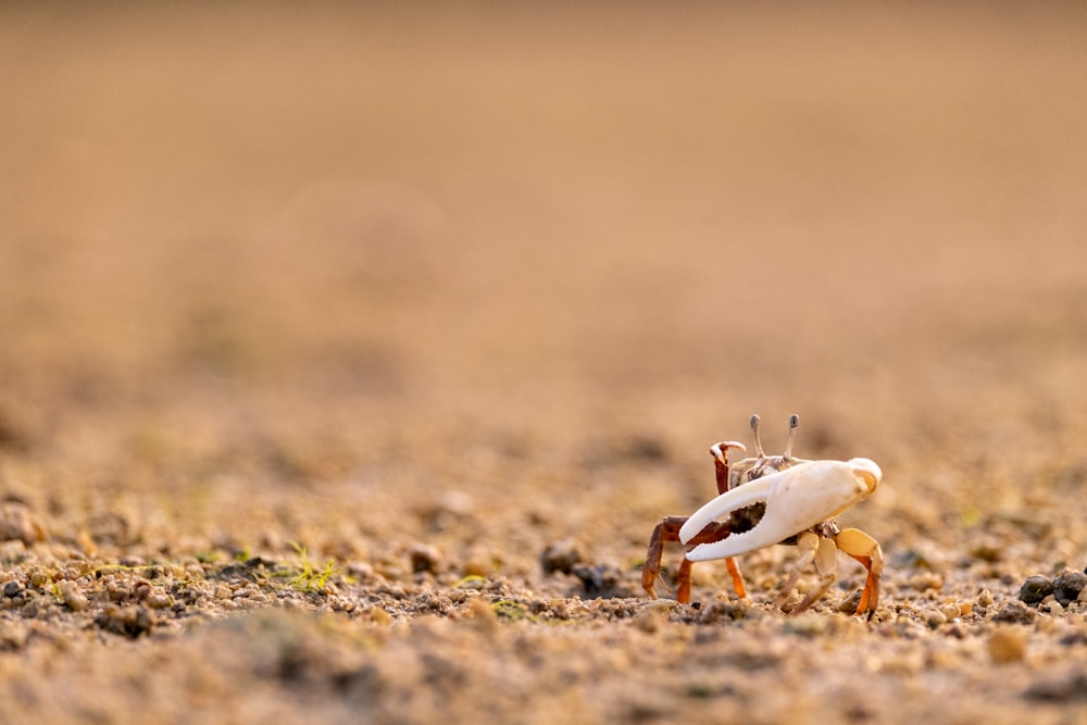 a crab walking on the sand