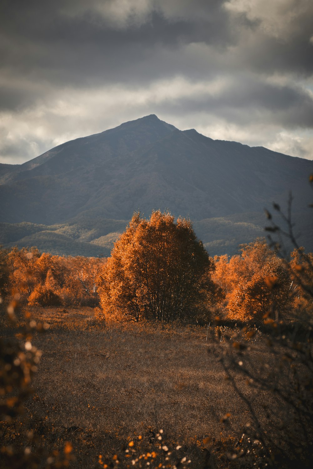 a mountain with trees and grass