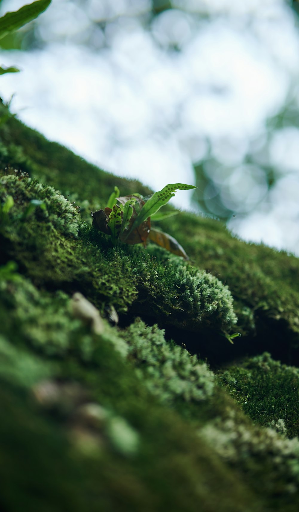 eine grüne Pflanze, die aus einem Baum wächst