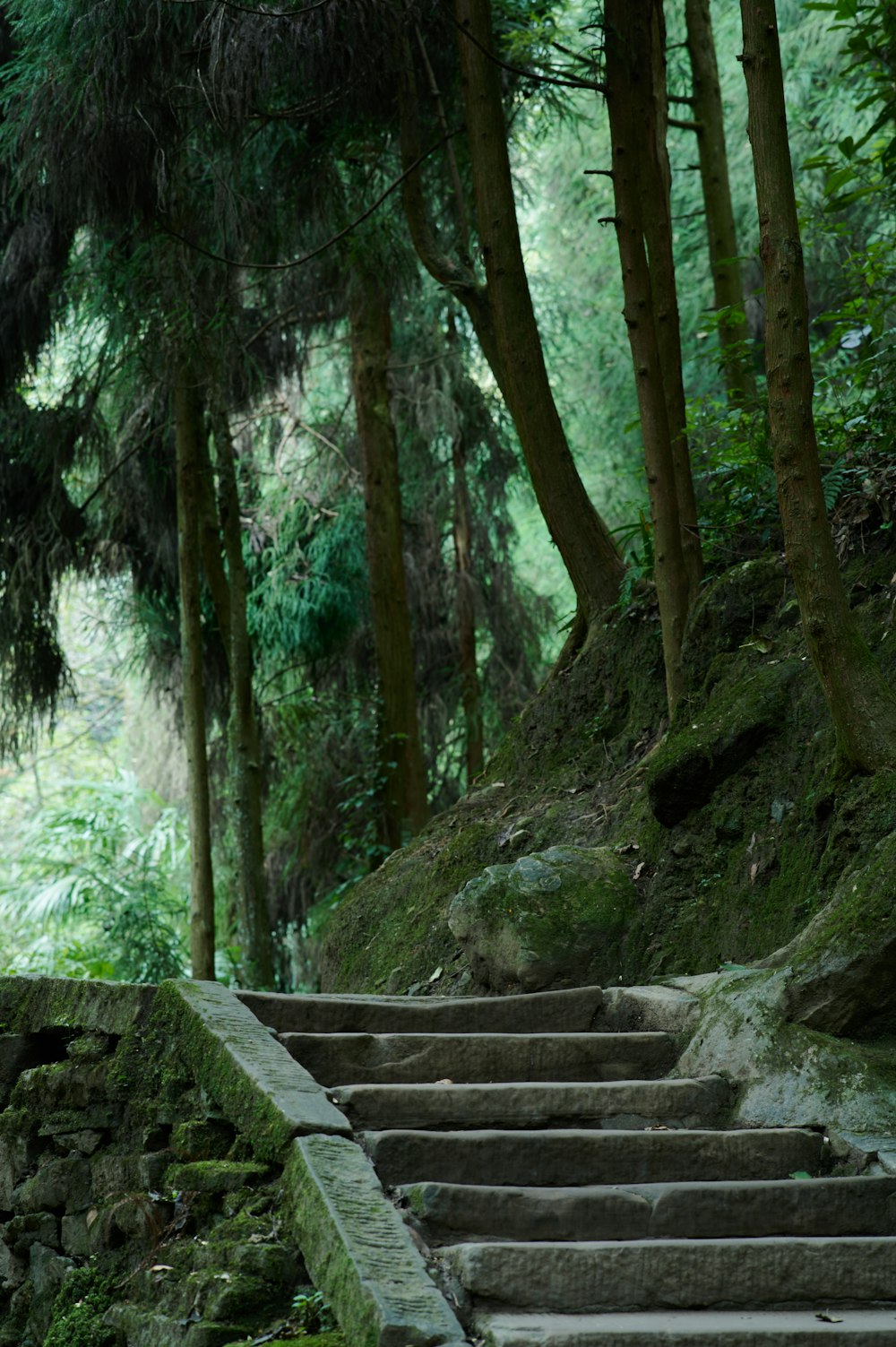 a stone staircase in a forest