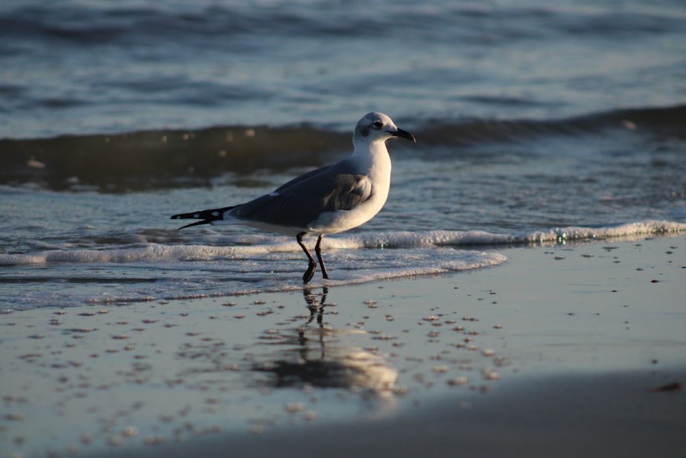 a bird walking on the beach