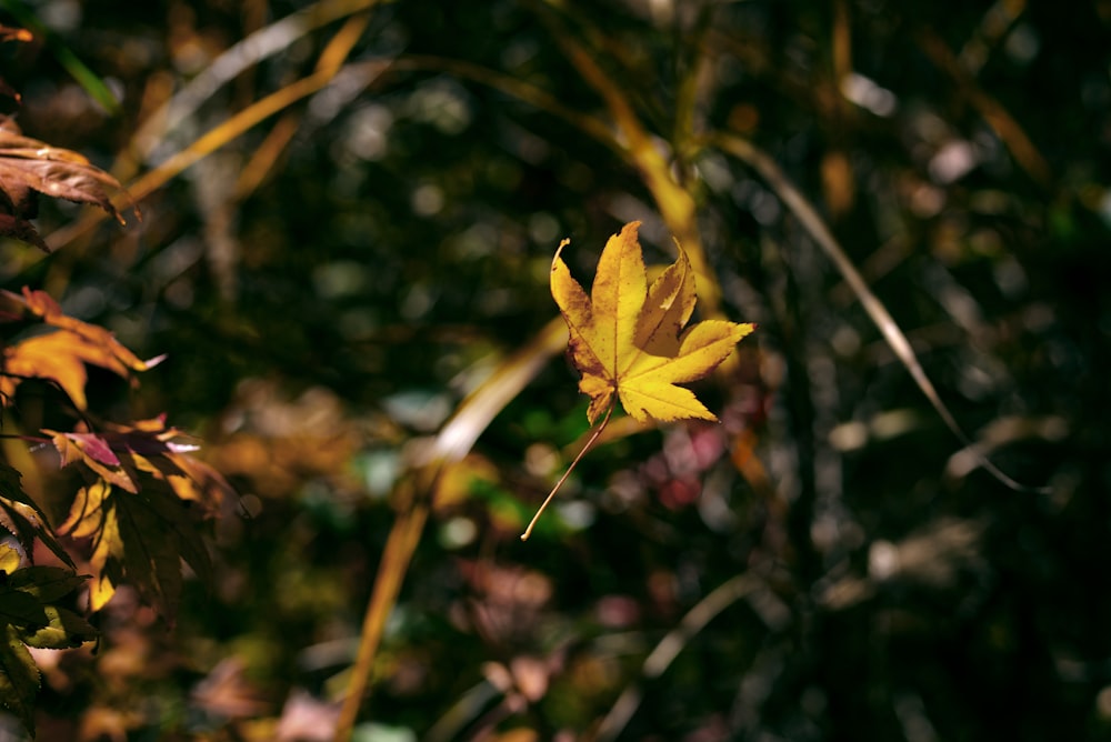 a yellow leaf on a branch