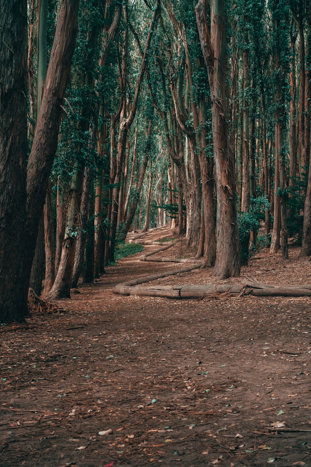 a path in a forest