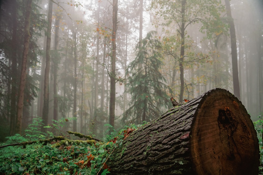 a group of trees in a forest