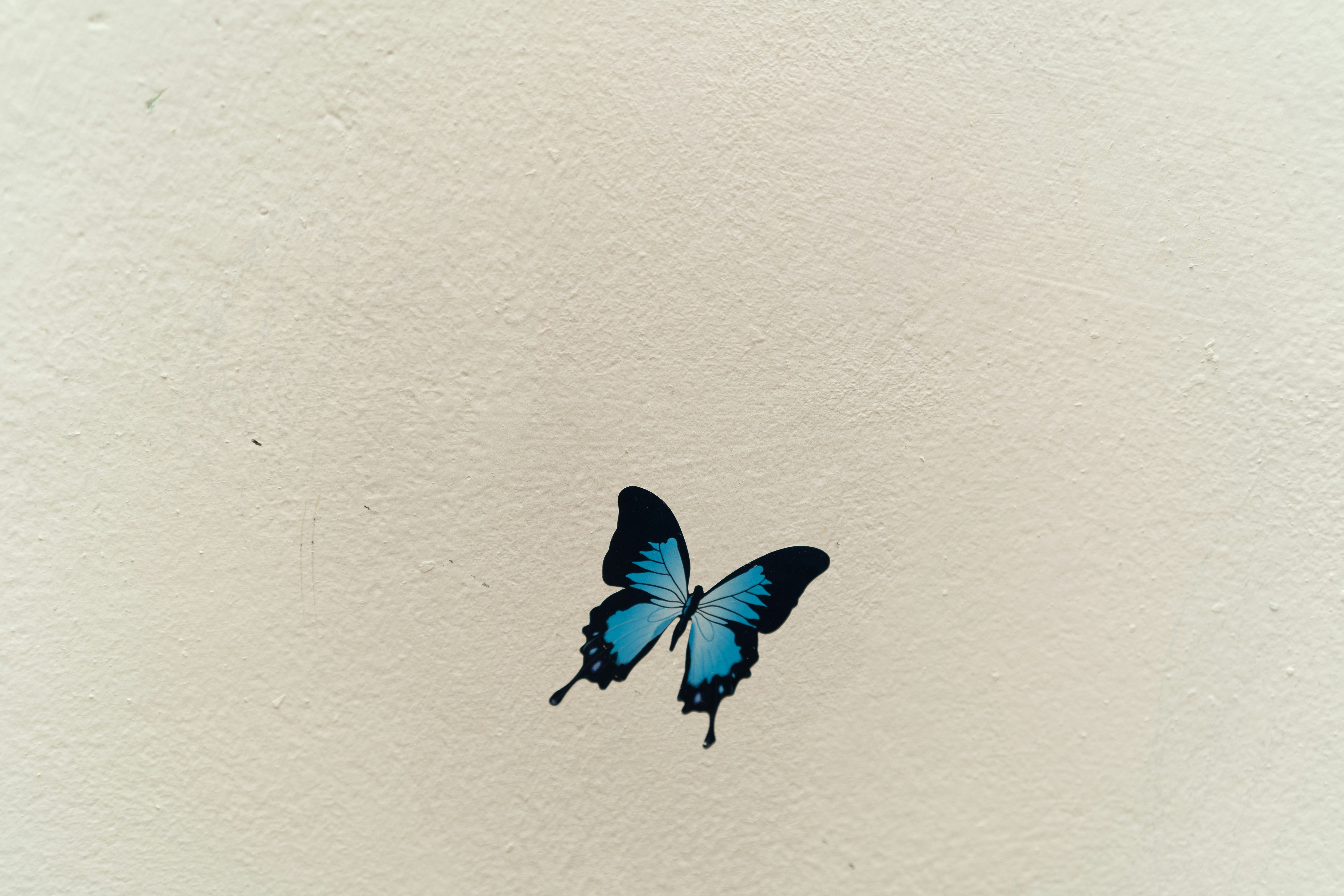 watercolor butterfly wallpaper, wallpaper, Easy Butterfly Crafts for Adults: Creative Ideas 3