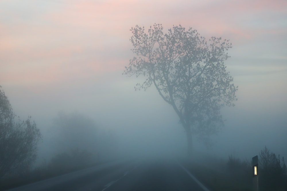 a foggy road with trees on either side of it