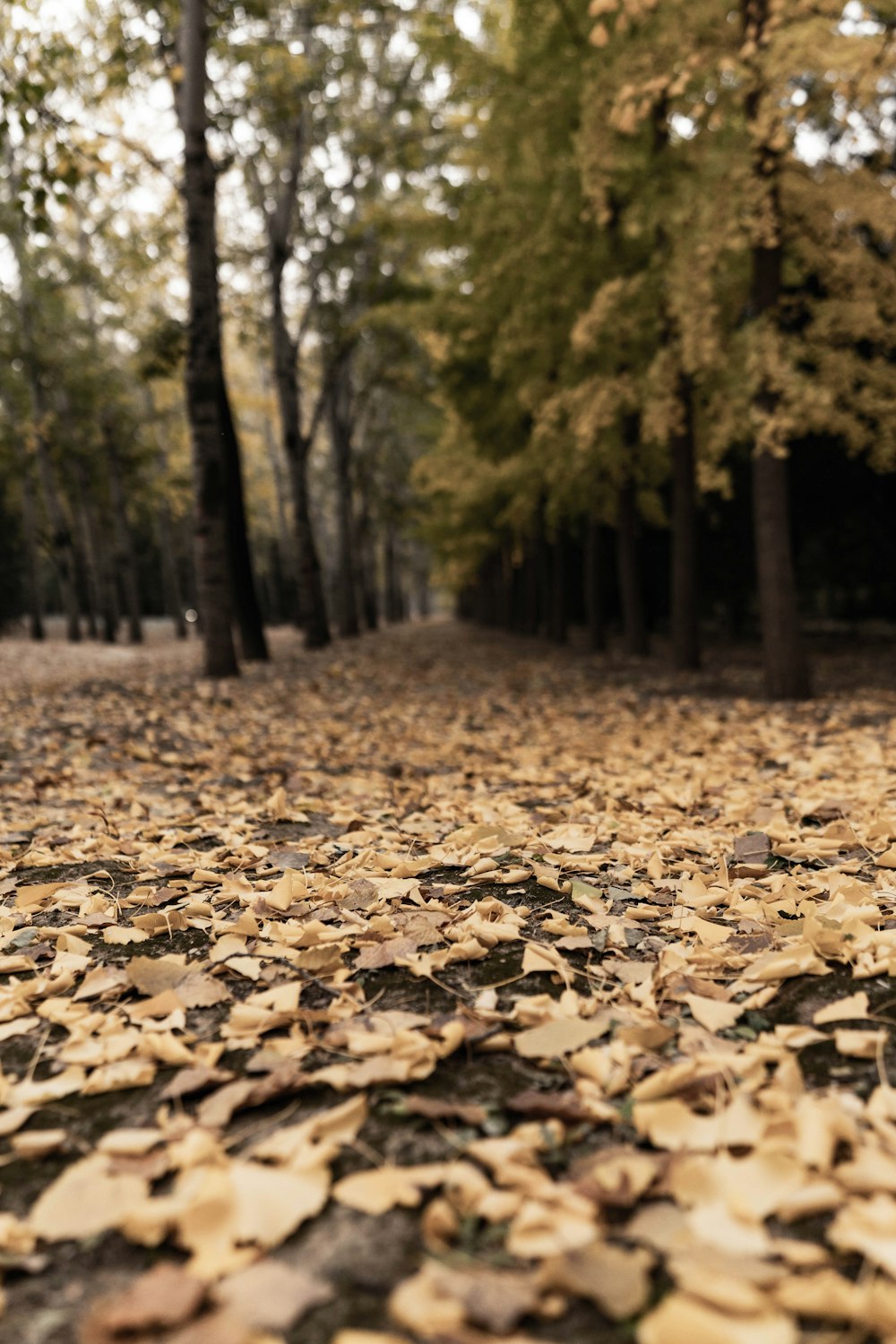 a path with fallen leaves