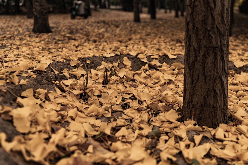 a tree trunk with fallen leaves