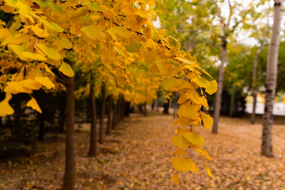 a path with yellow leaves