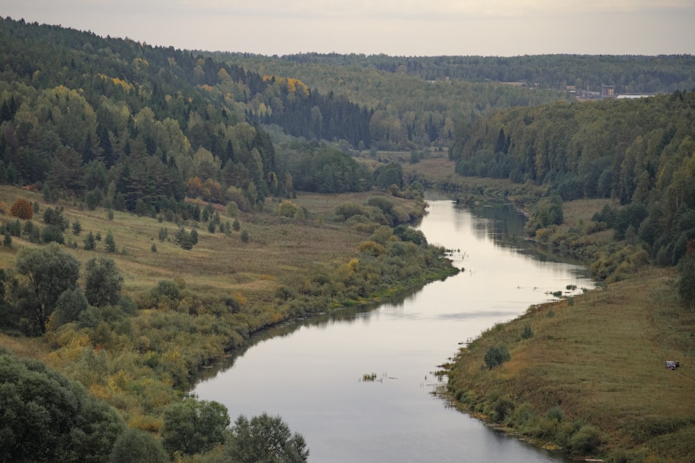 a river running through a forest