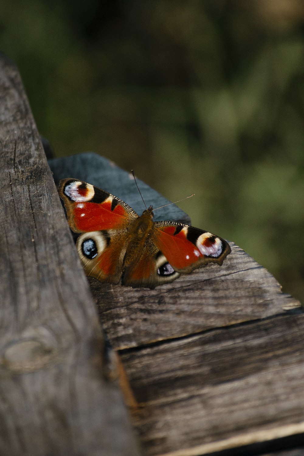 a butterfly on a wood surface