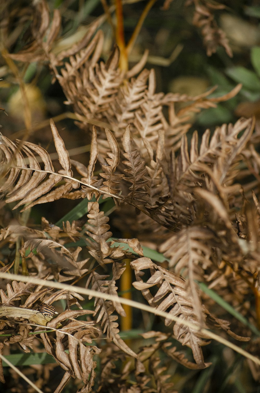 a close up of a plant