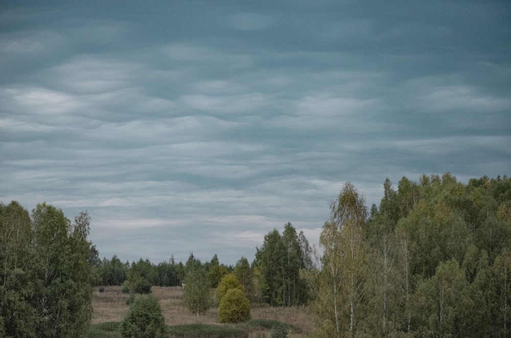 a landscape with trees and bushes