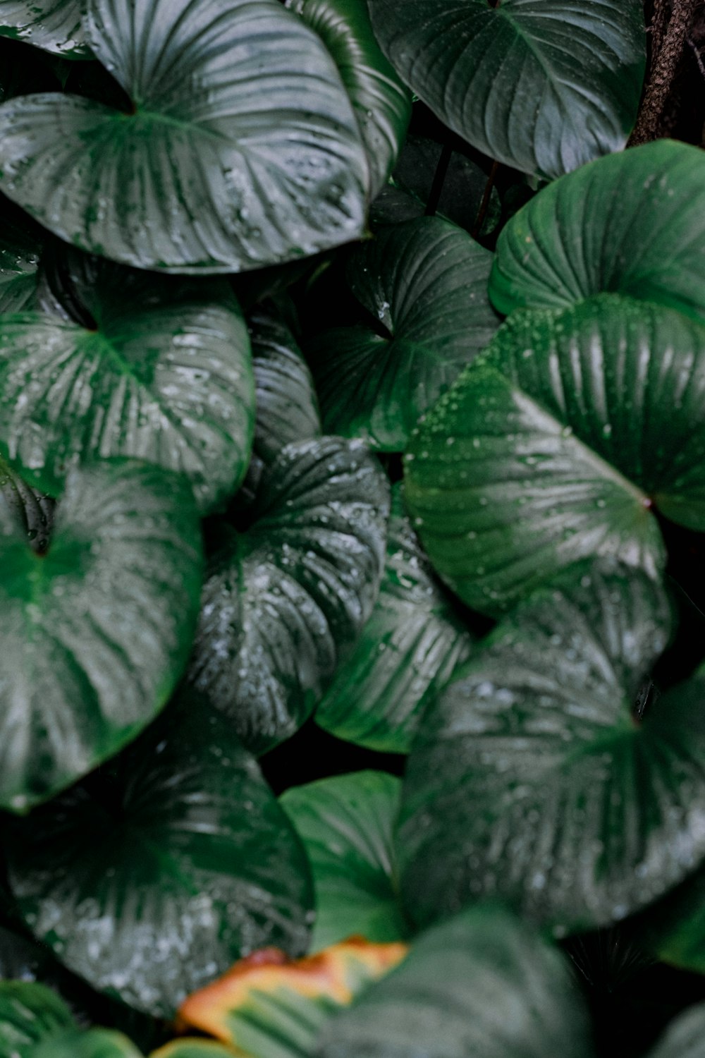 a group of green leaves