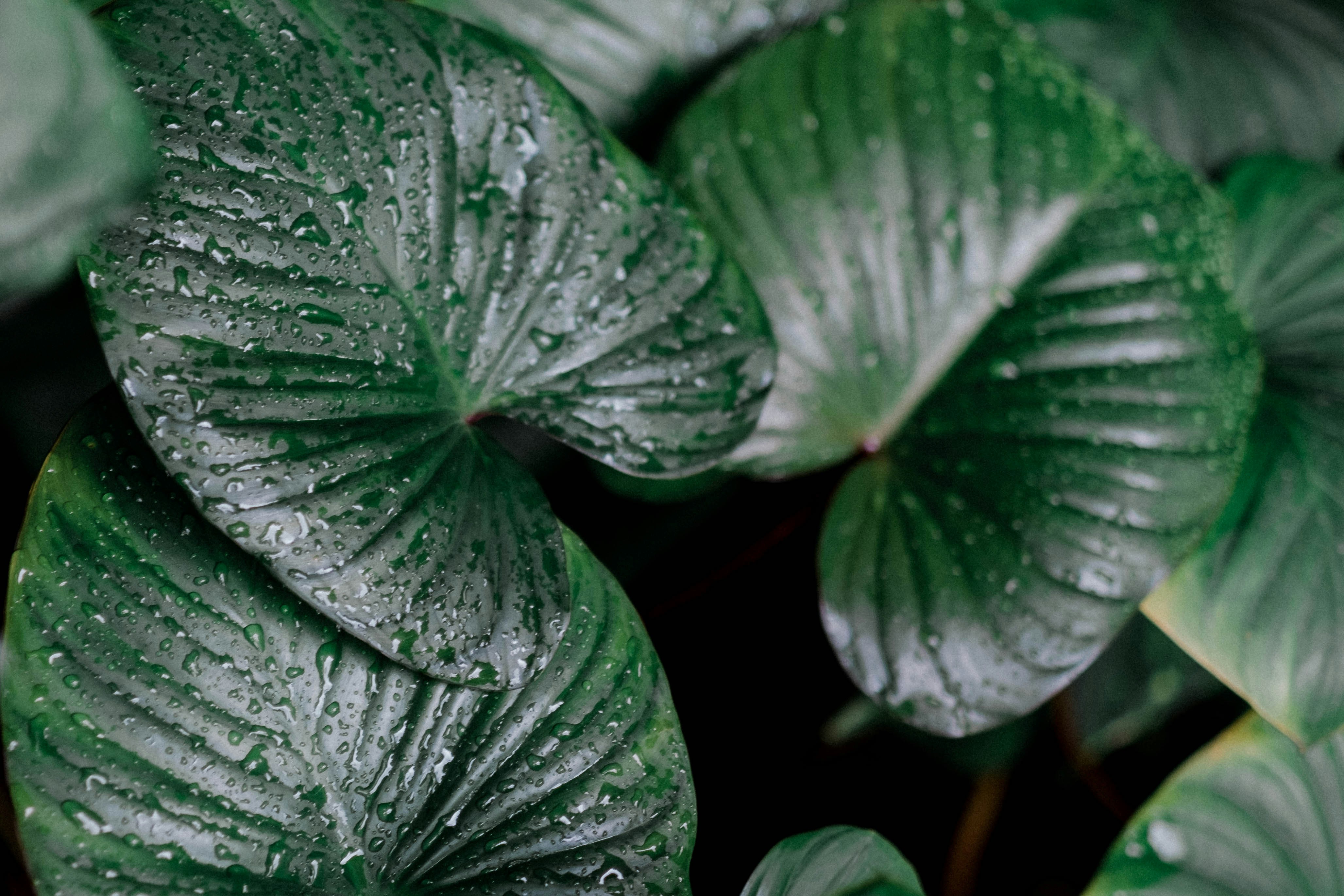 Photo by sudharmaputra