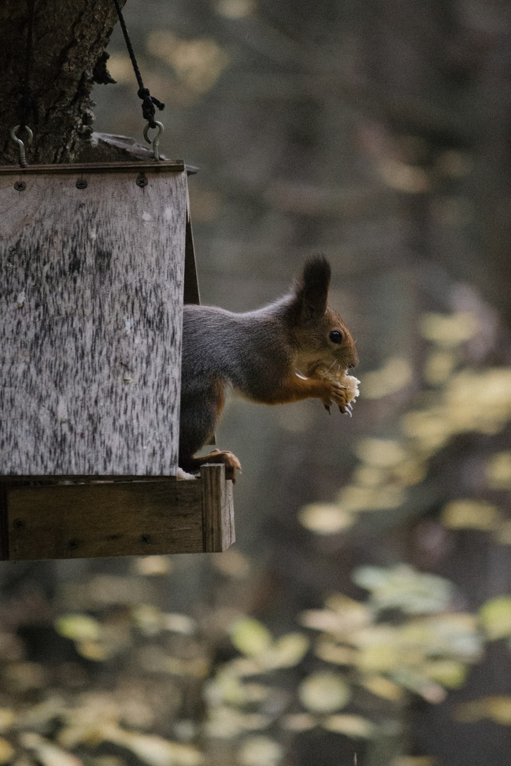 a squirrel eating a nut