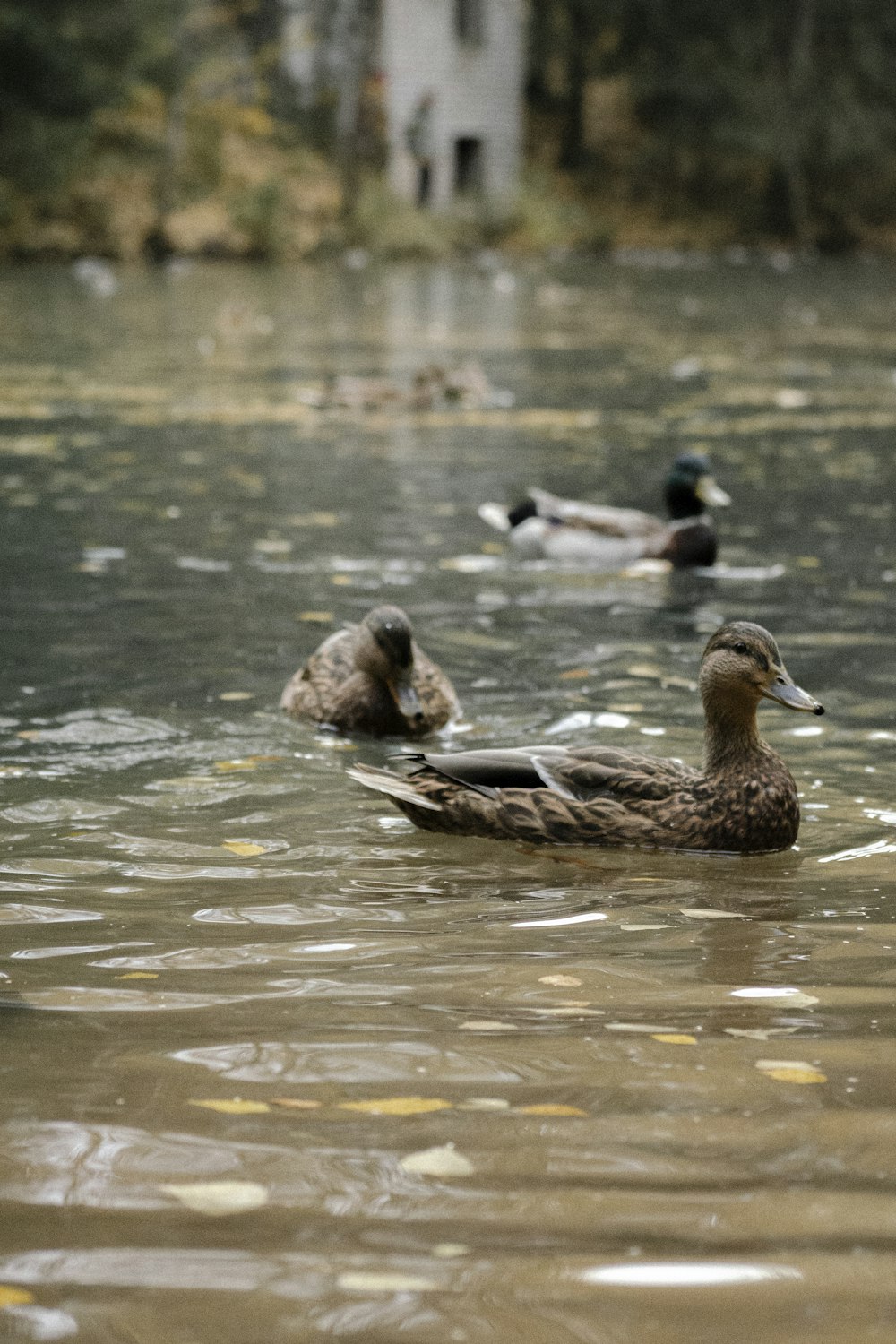 ducks swimming in water