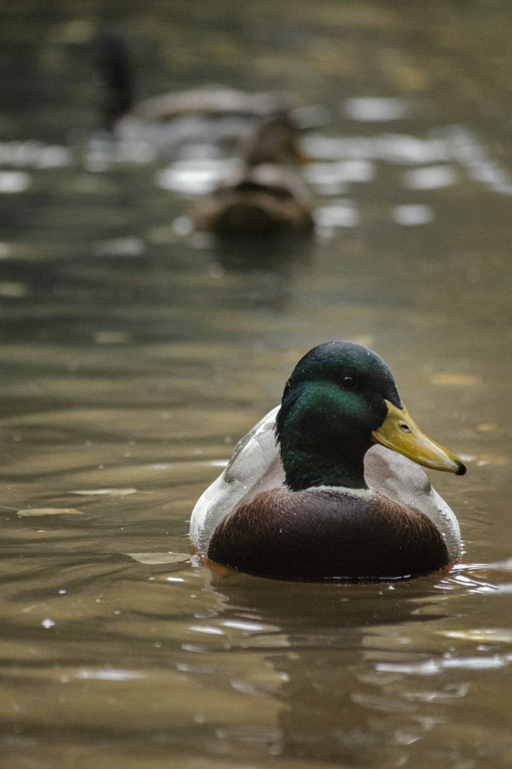 a duck swimming in water