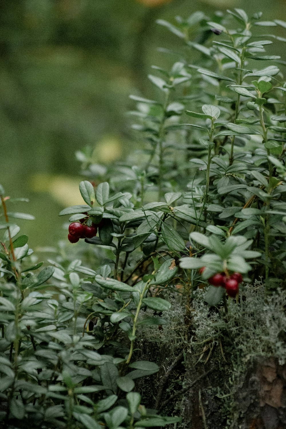 a group of red berries on a bush