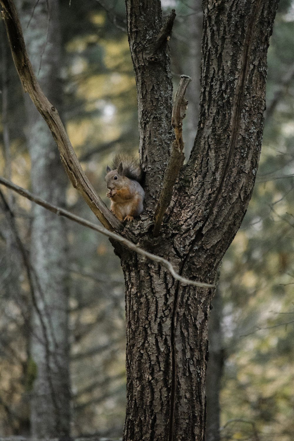 a squirrel on a tree