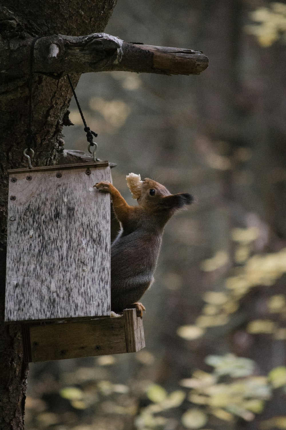 a squirrel on a bird feeder