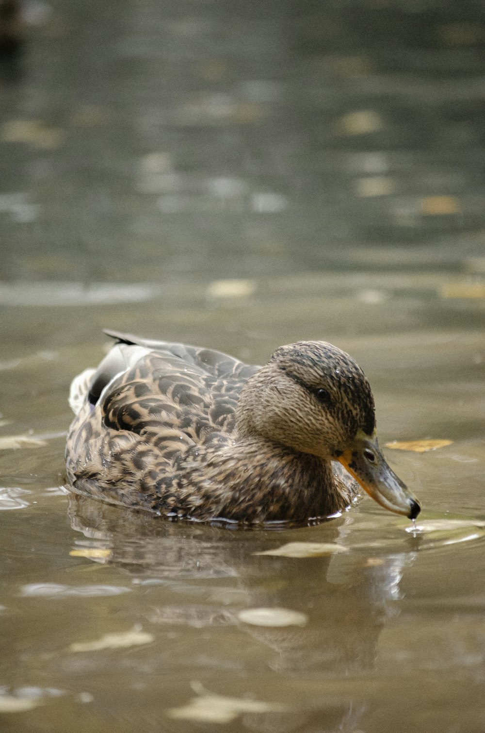 a duck swimming in water