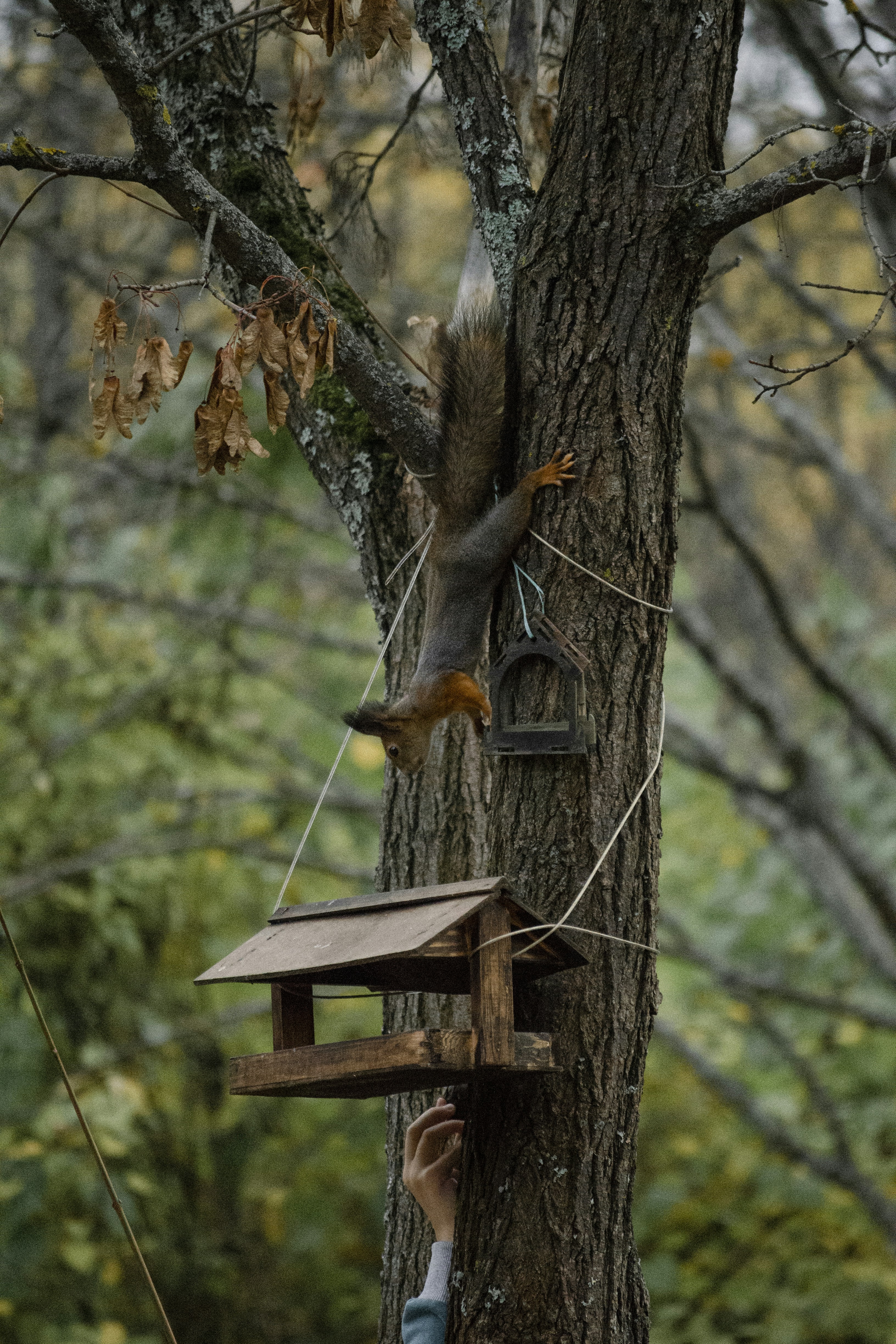 a birdhouse on a tree