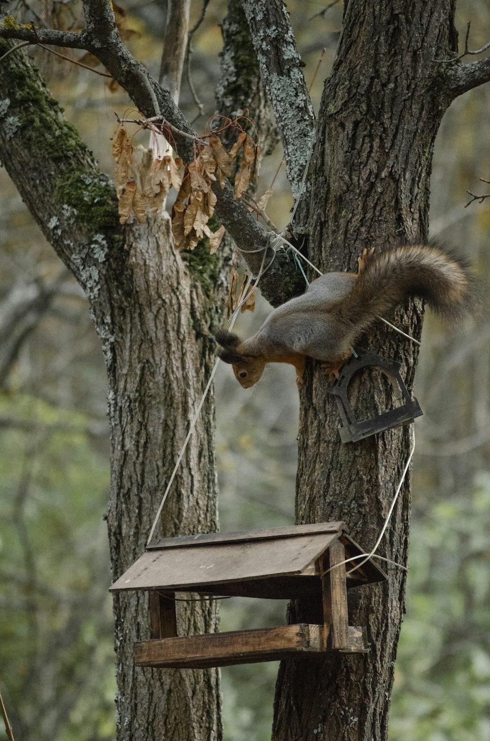 a squirrel on a tree