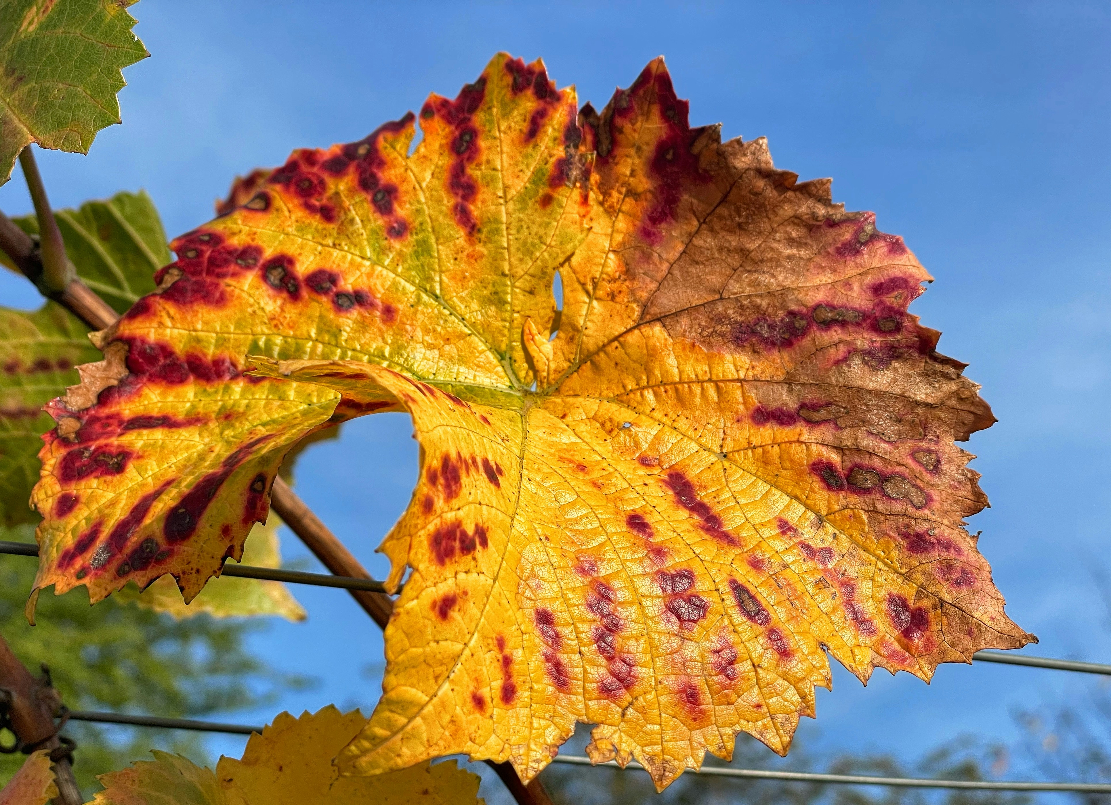 a yellow and red leaf