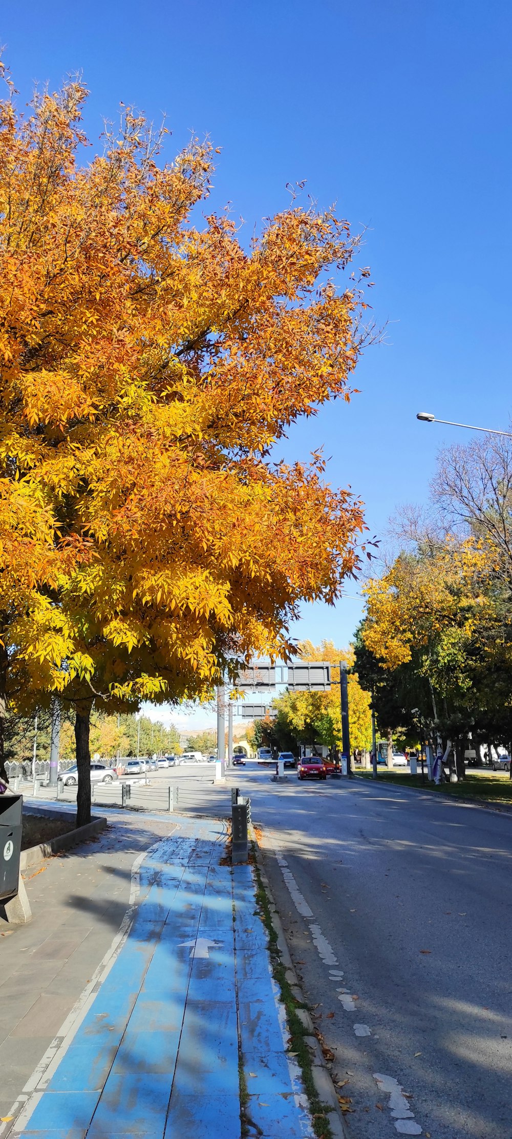 a street with trees on the side