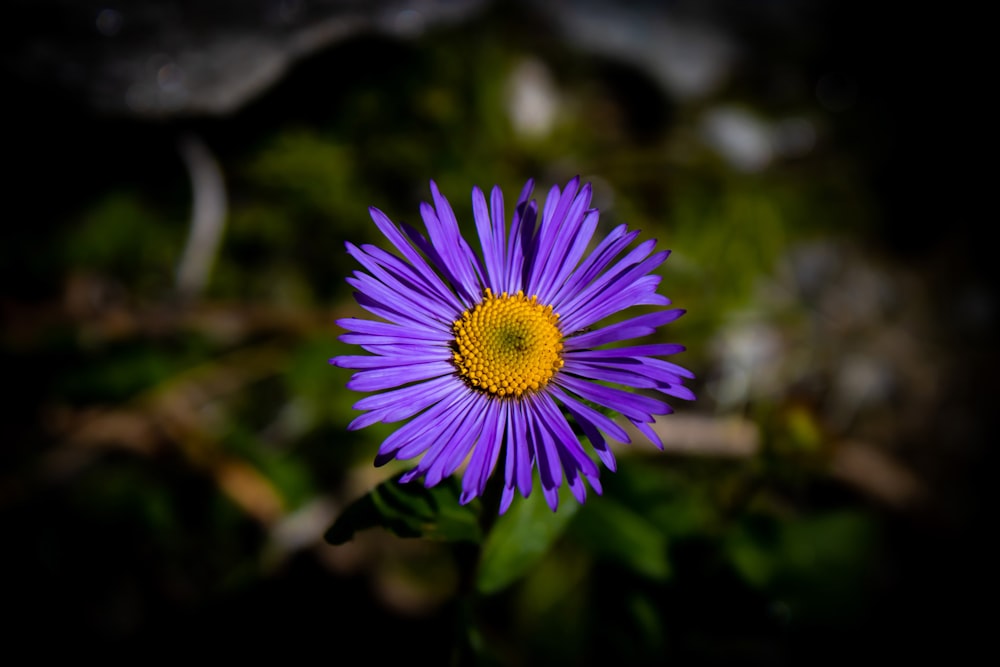 a purple flower with yellow center