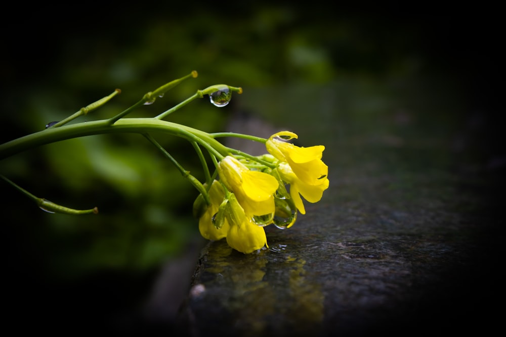 a bee on a yellow flower