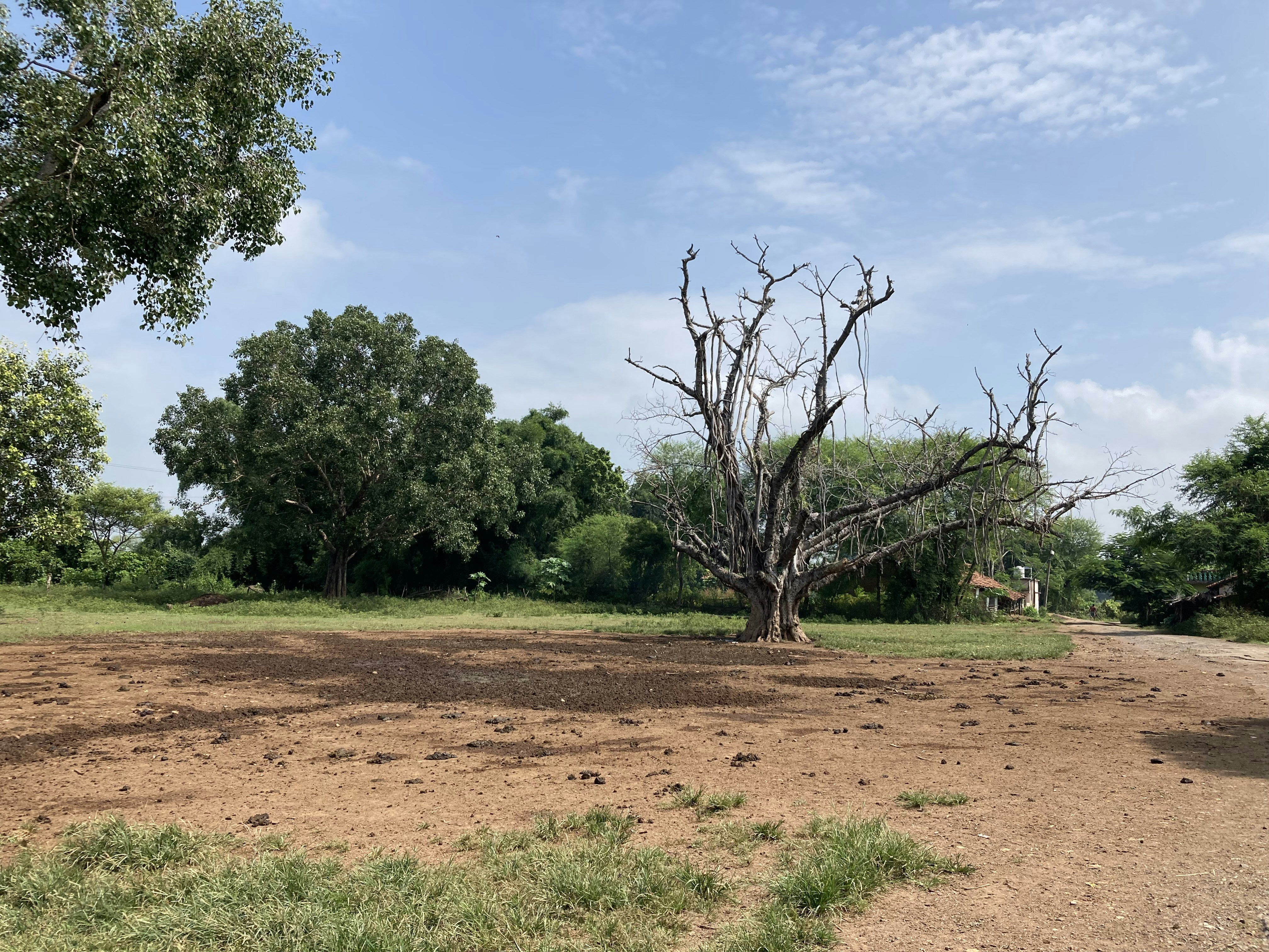 a dirt road with trees on the side