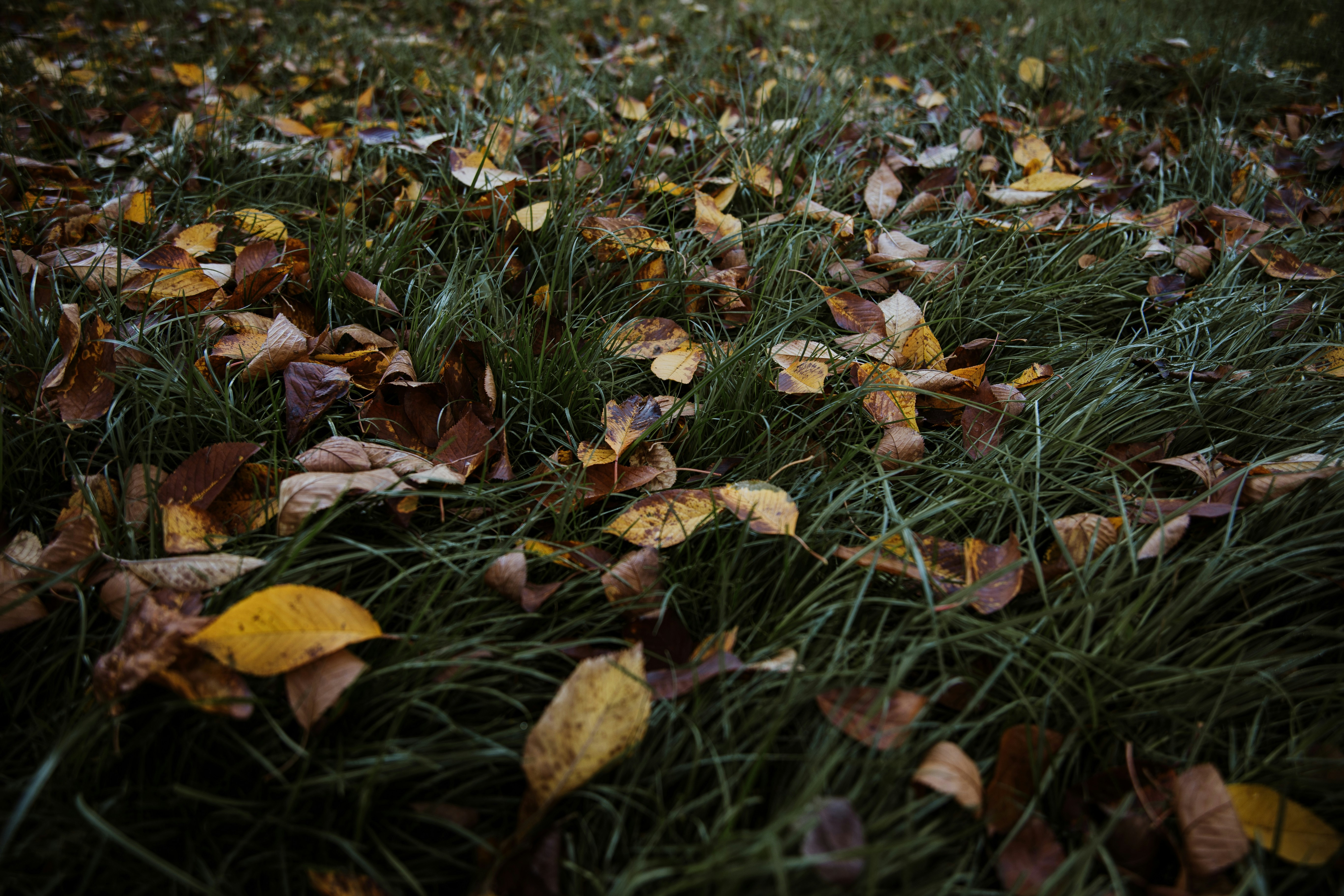 a pile of leaves on grass