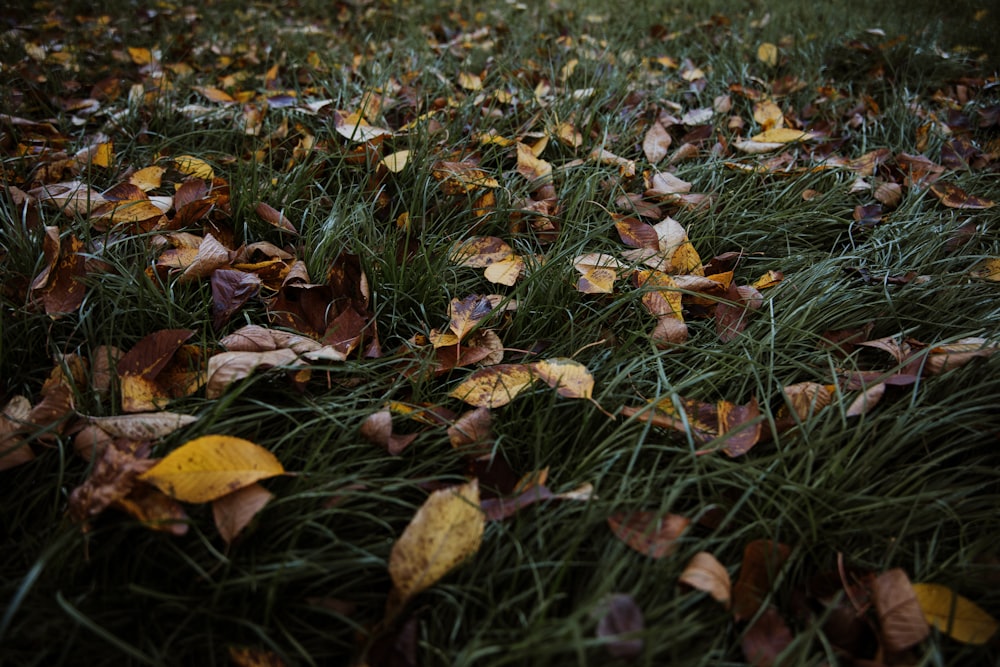 a pile of leaves on grass